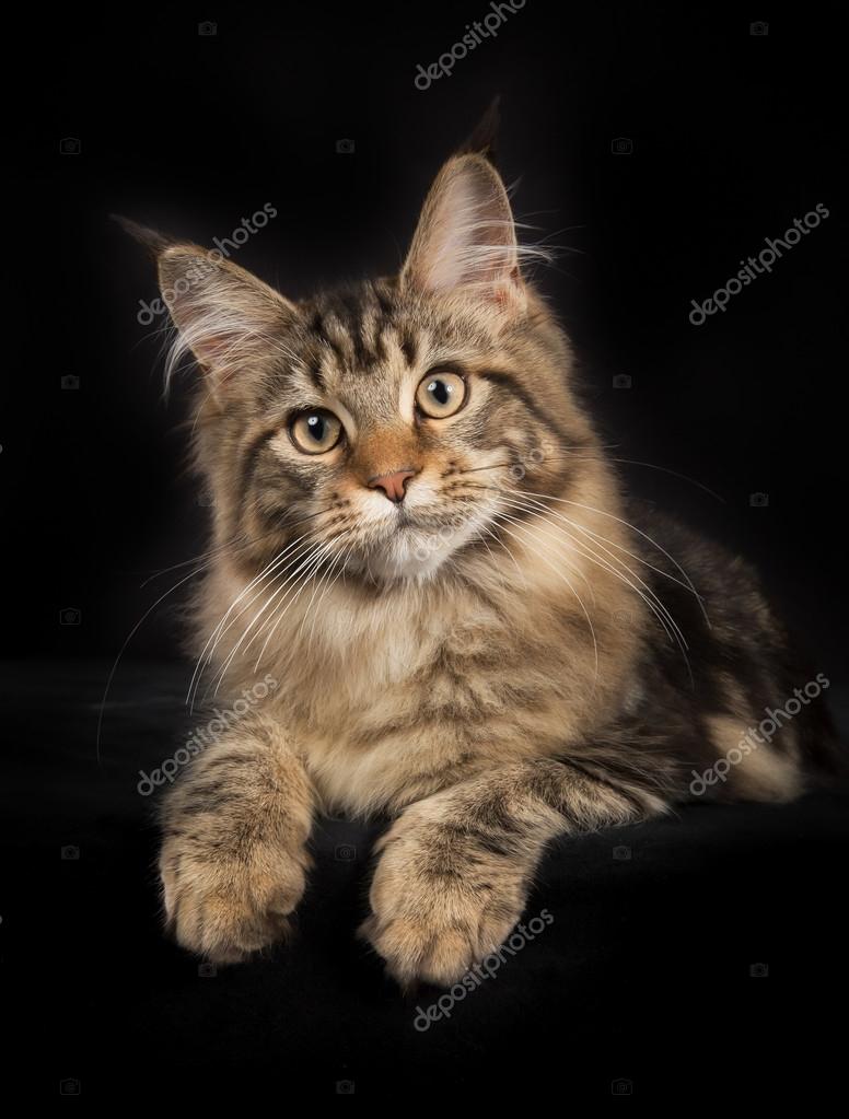 Purebred Maine Coon Cat Isolated On Black Background Stock Photo