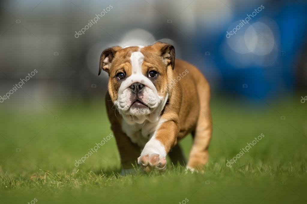 Brown And White Mops Dog — Stock Photo © Bigandt 111693944