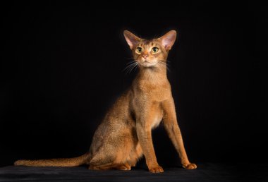 İzole üzerinde siyah arka plan safkan Somali kedi