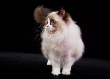 Safkan ragdoll kedi