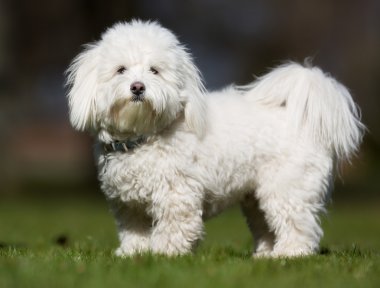 Coton de Tulear köpek açık havada doğa içinde