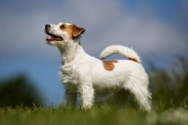Jack Russell Terrier köpek çimlerin üzerine açık havada