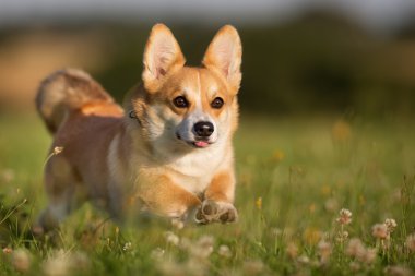 Galce corgi köpek