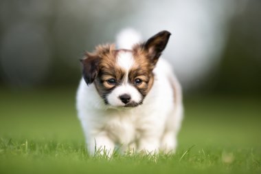 Genç papillon köpek yavrusu