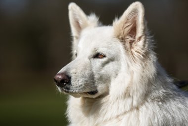 Beyaz samoyed köpek