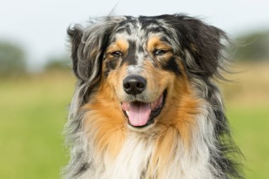 Doğada çok renkli köpek