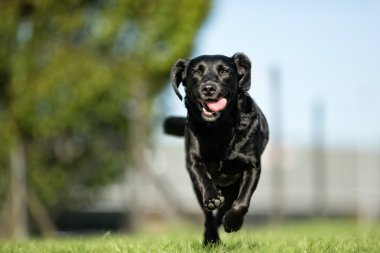 Labrador retriever köpek