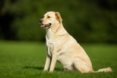 Labrador retriever köpek