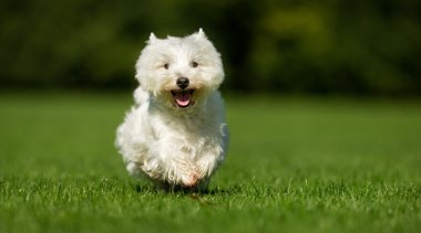 Batı İskoçya beyaz teriyer köpeği