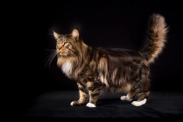 Maine Coon cat — Stock Photo, Image