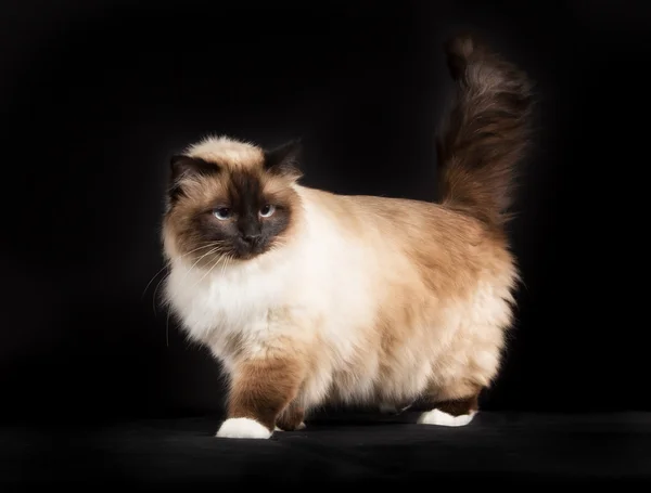 Purosangue Birman gatto isolato su sfondo nero — Foto Stock