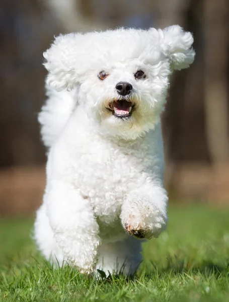 야외 자연에서에서 Bichon Frise 개 — 스톡 사진