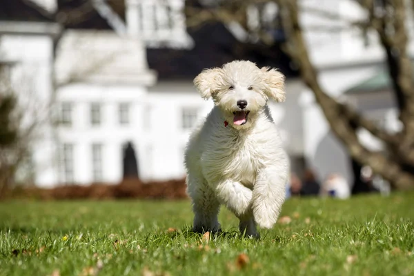 Labradoodle dog outdoors in nature — Stock Photo, Image