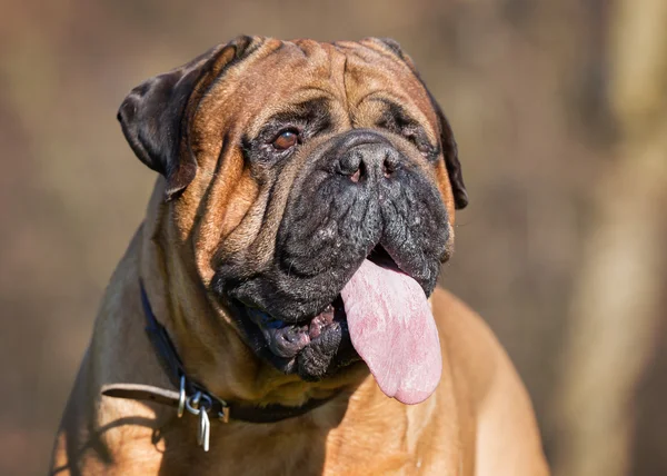 Dog outdoors in nature — Stock Photo, Image