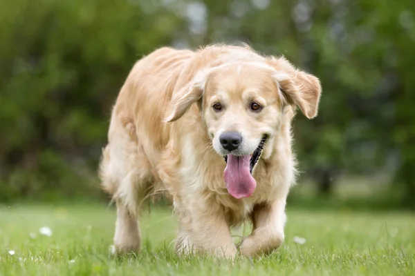 在户外的金色猎犬狗。 — 图库照片