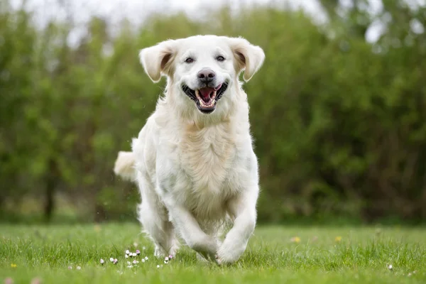 Золотий ретрівер собака працює на відкритому повітрі в природі — стокове фото