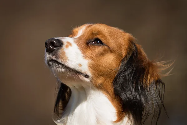 Kooikerhondje собака на природе — стоковое фото