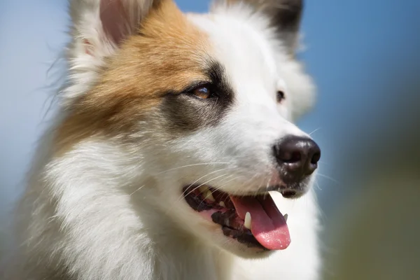 Perro pastor islandés al aire libre en la naturaleza —  Fotos de Stock