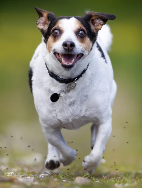 Dansk Svensk gård hund udendørs i naturen - Stock-foto