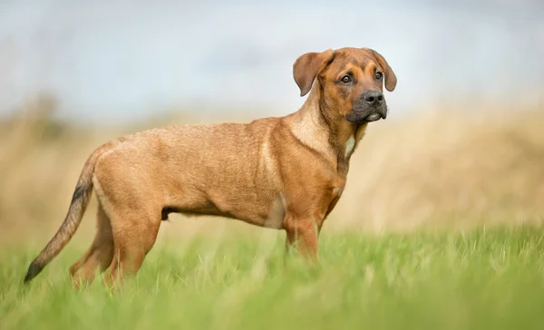 Young Brown Dog — Stock Photo, Image