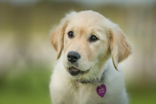 Młody złoty Retriever — Zdjęcie stockowe