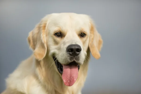 Wit gouden Retriever hond — Stockfoto