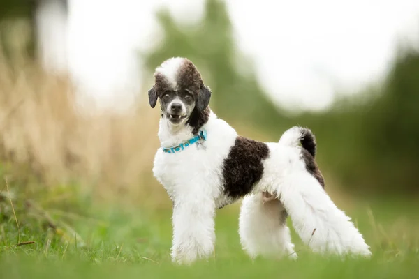 Enano Harlekin Poodle Dog —  Fotos de Stock