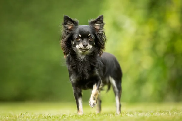 Küçük Chihuahua köpek — Stok fotoğraf