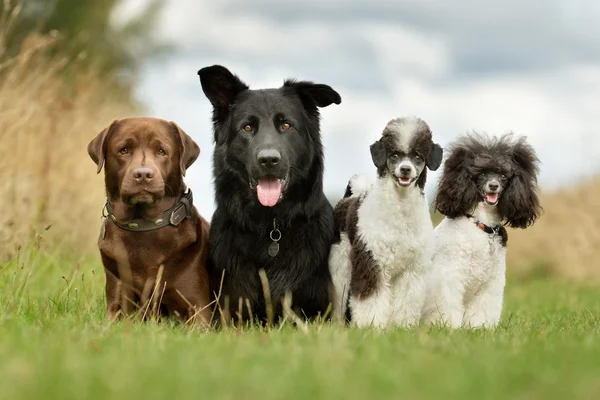 Bir köpek aile — Stok fotoğraf