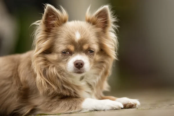 Pequeno cão Chihuahua — Fotografia de Stock