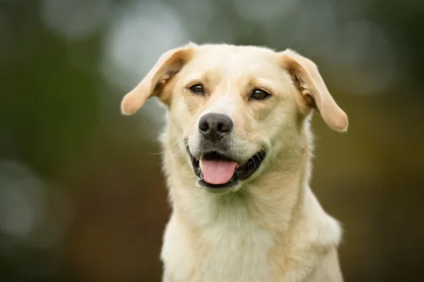 Labrador retriever hond — Stockfoto