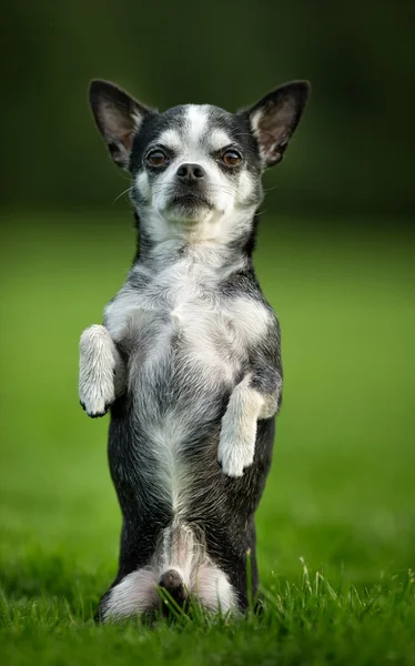 Chihuahua Dog, a fű — Stock Fotó