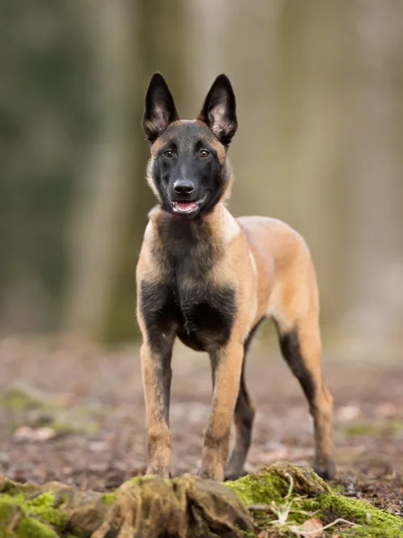 Belçikalı Malinois köpek — Stok fotoğraf