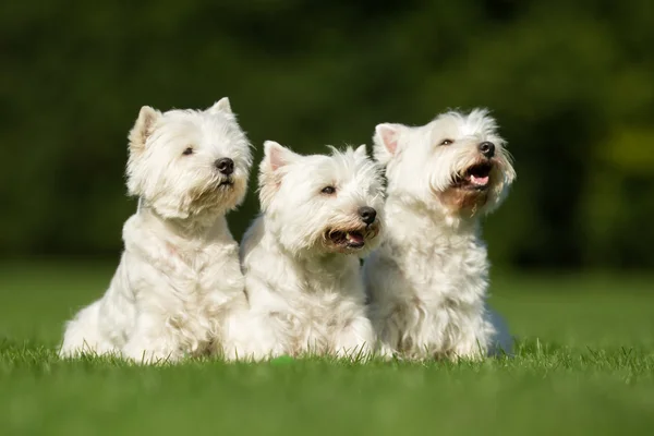 West Highland White Terrier perros — Foto de Stock