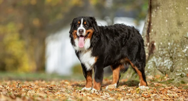 バーナー sennenhund 犬 — ストック写真