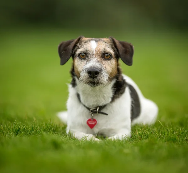 Собака на траве — стоковое фото