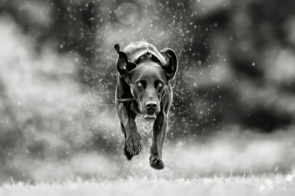 Black and white picture of mixed breed dog Royalty Free Stock Images