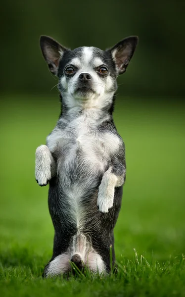 Chihuahua Dog op gras Stockfoto