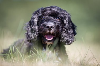Cocker spaniel köpek