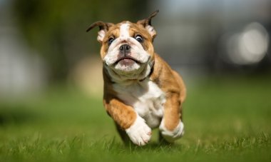 Kahverengi ve beyaz paspas köpek