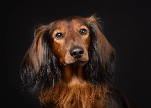 Un bassotto dai capelli lunghi — Foto Stock