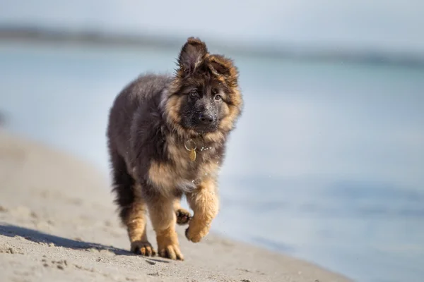 Owczarek niemiecki puppy pracę na zewnątrz w przyrodzie — Zdjęcie stockowe