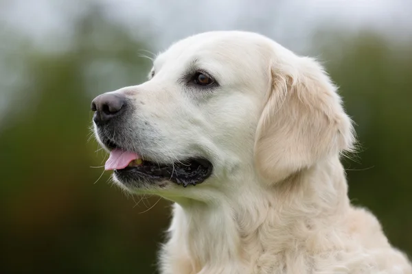 Golden Retriever cão ao ar livre na natureza — Fotografia de Stock