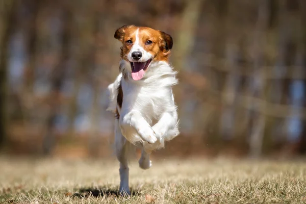 Kooikerhondje cão ao ar livre na natureza — Fotografia de Stock