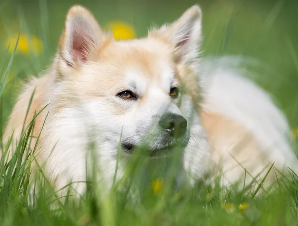 Açık havada doğada İzlanda çoban köpeği — Stok fotoğraf