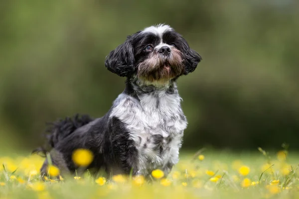 Bichon Havanese cão ao ar livre na natureza — Fotografia de Stock