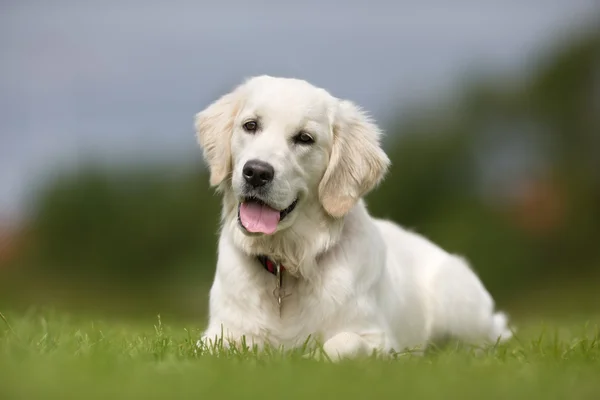 Счастливая и улыбающаяся золотая собака-ретривер — стоковое фото