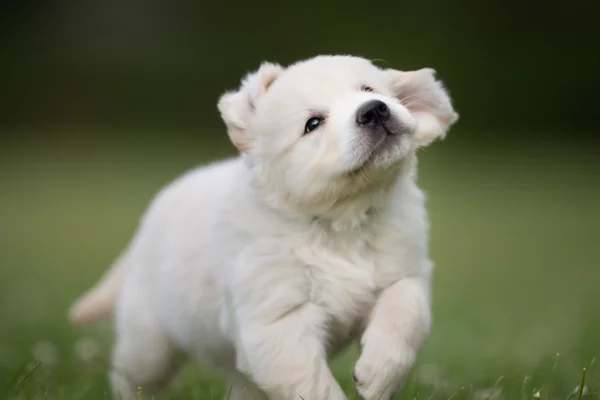 Jeune chiot golden retriever — Photo