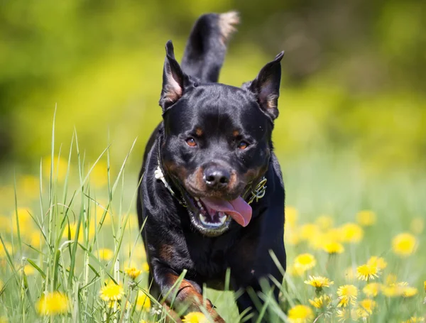 Собака ротвейлеров на природе — стоковое фото