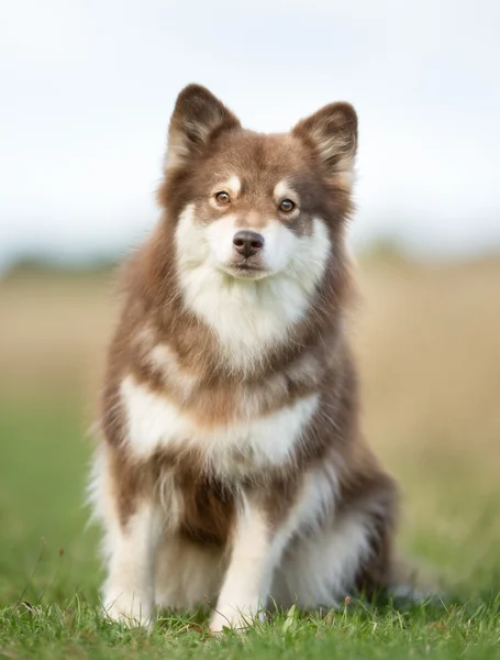 Finské lapphund pes — Stock fotografie
